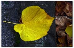 tombent les feuilles d or....