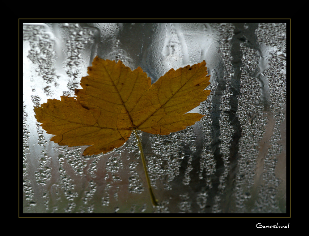 Tombent les feuilles...