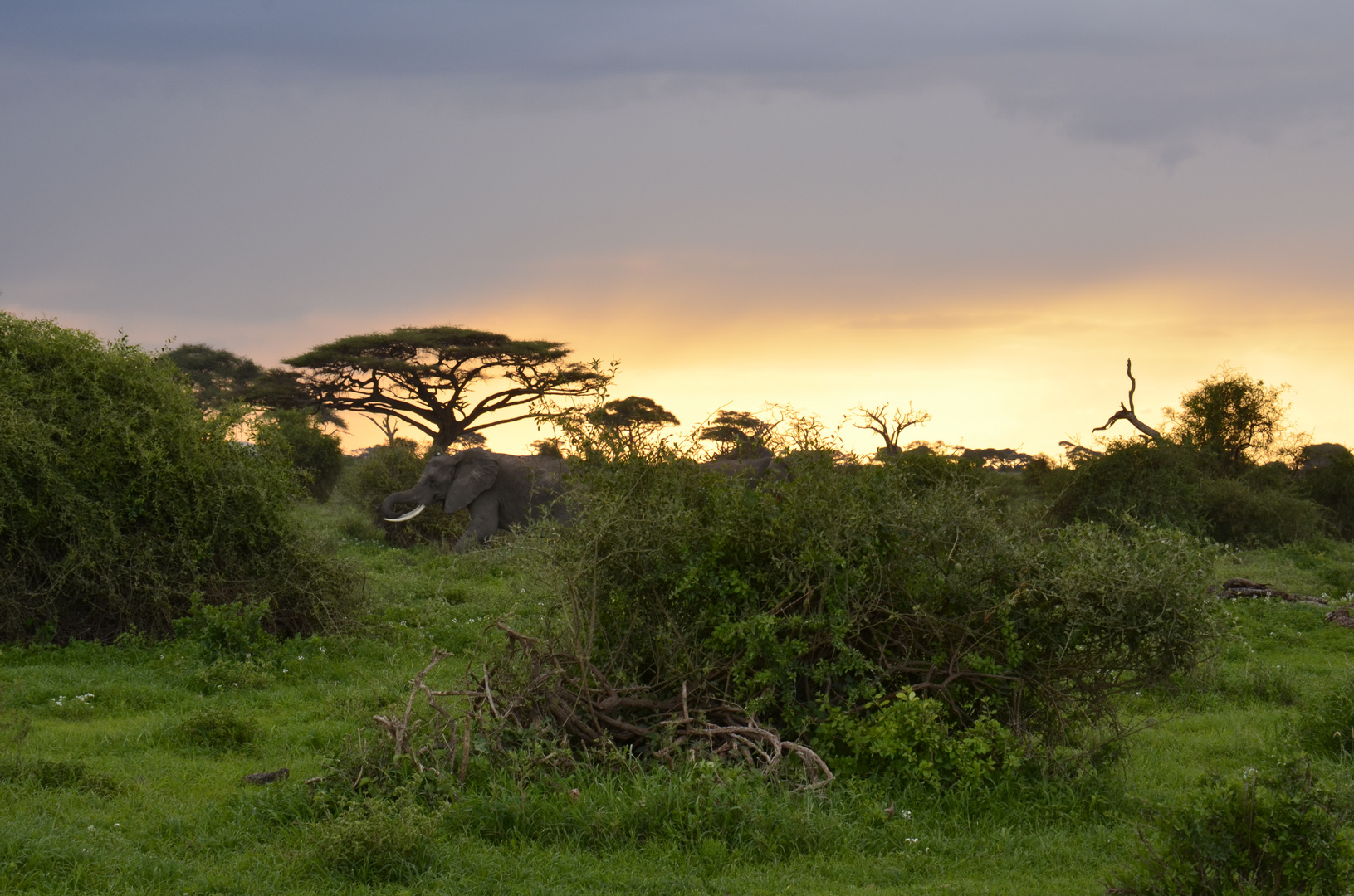 Tomber du soir sur l' Amboseli