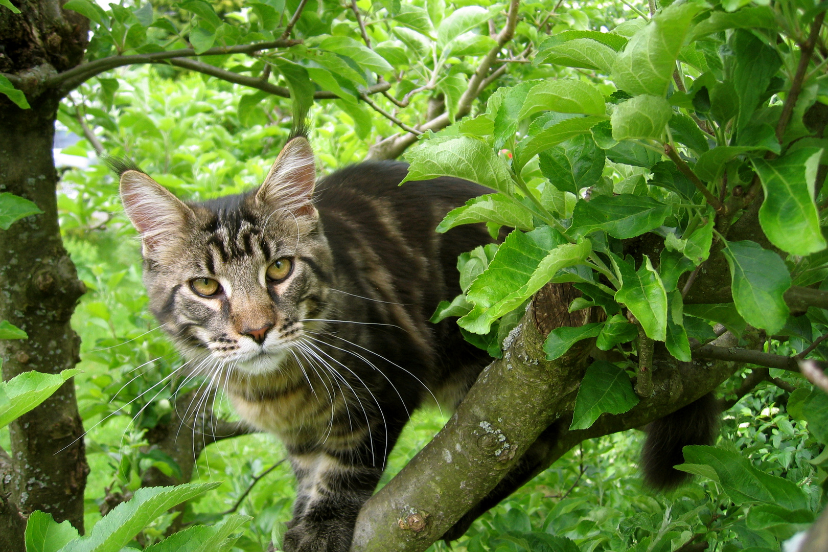 Tomcat Nepomuk on an apple tree :.: Kater Nepomuk im Apfelbaum