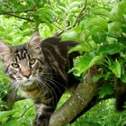 Tomcat Nepomuk on an apple tree :.: Kater Nepomuk im Apfelbaum