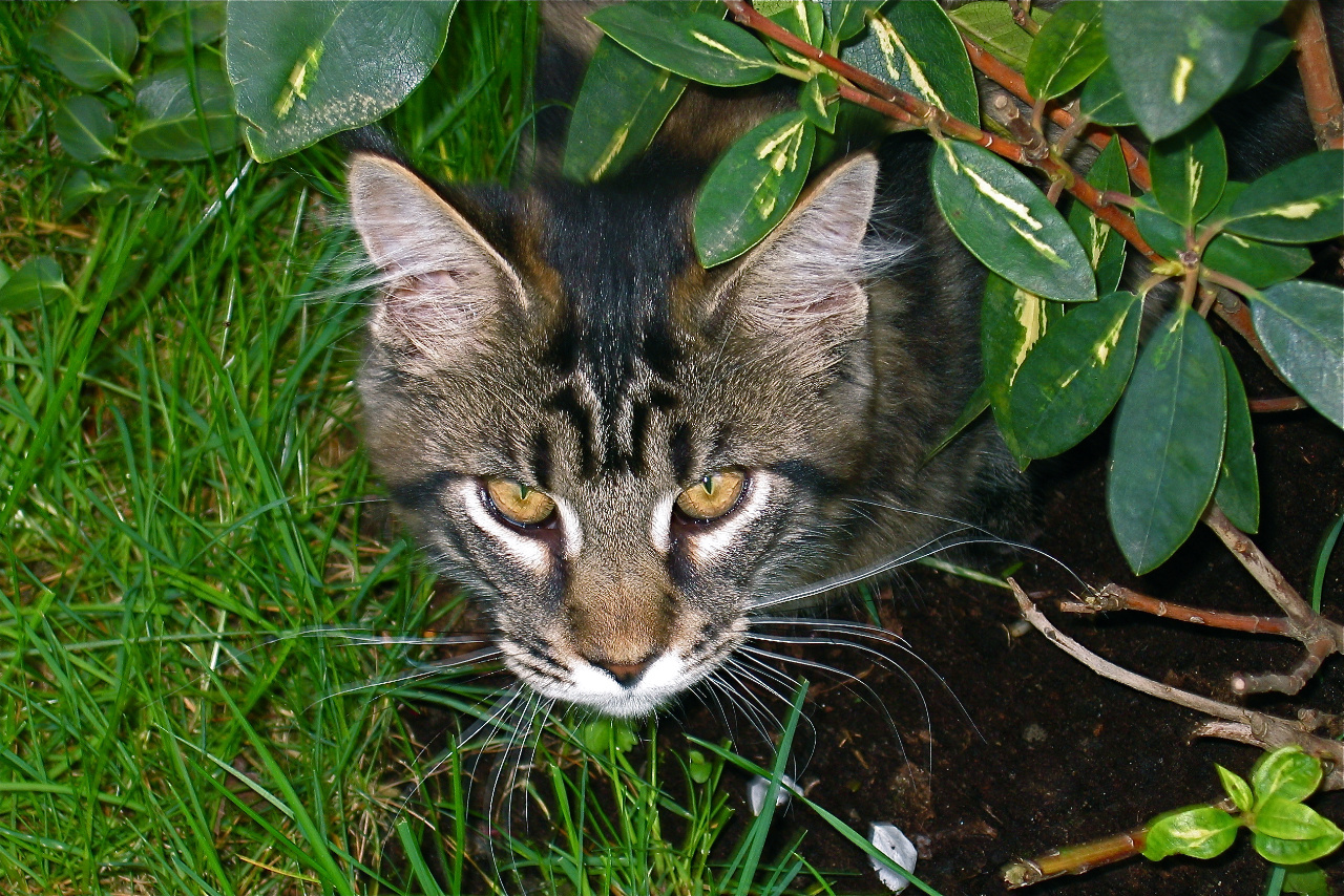 Tomcat Nepomuk under a bush :.: Kater Nepomuk unter einem Busch