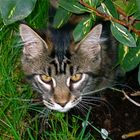 Tomcat Nepomuk under a bush :.: Kater Nepomuk unter einem Busch