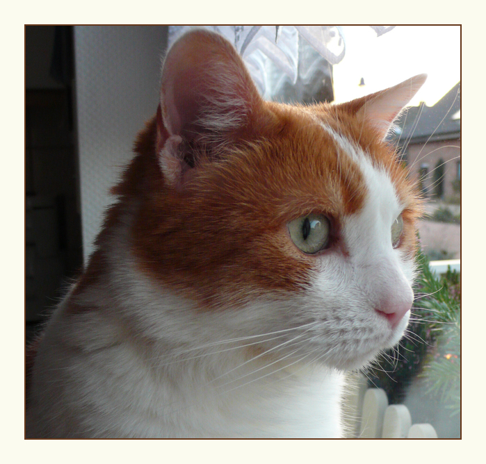 Tommi am Fenster.....