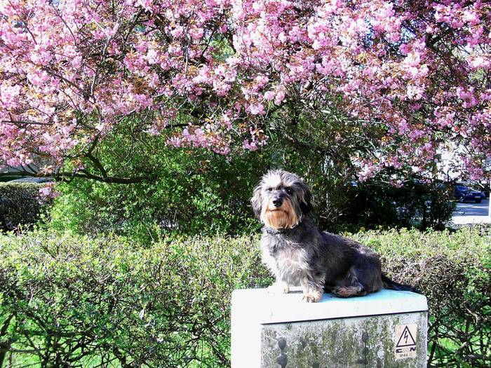 Tommi im Frühling