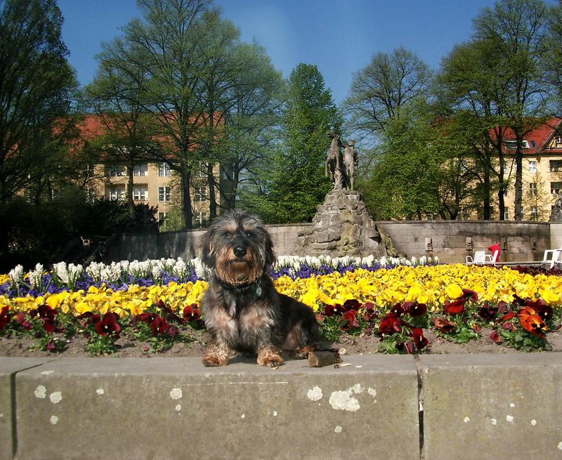 Tommi im park