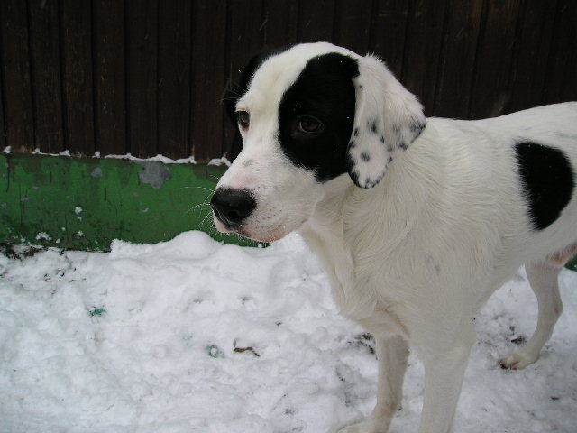 Tommi und sein erster Schnee