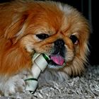 Tommy der Pekingese