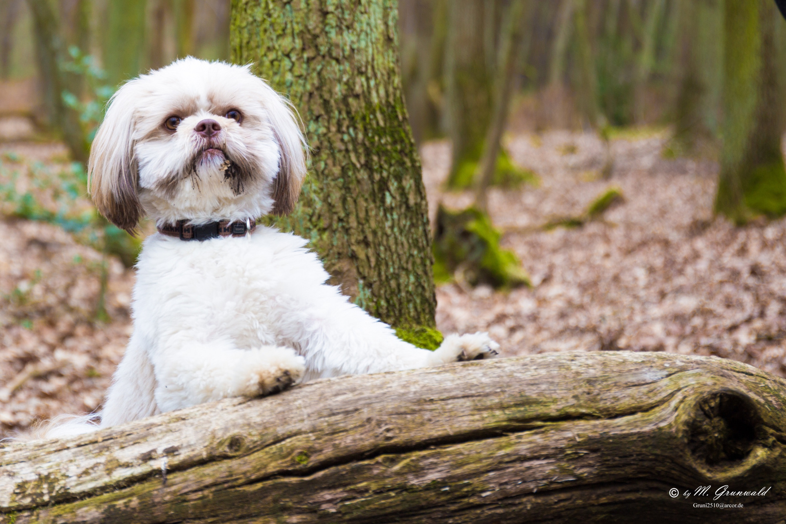 Tommy im Wald