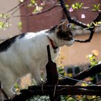 TOMMY...cacciatore di lucertole...