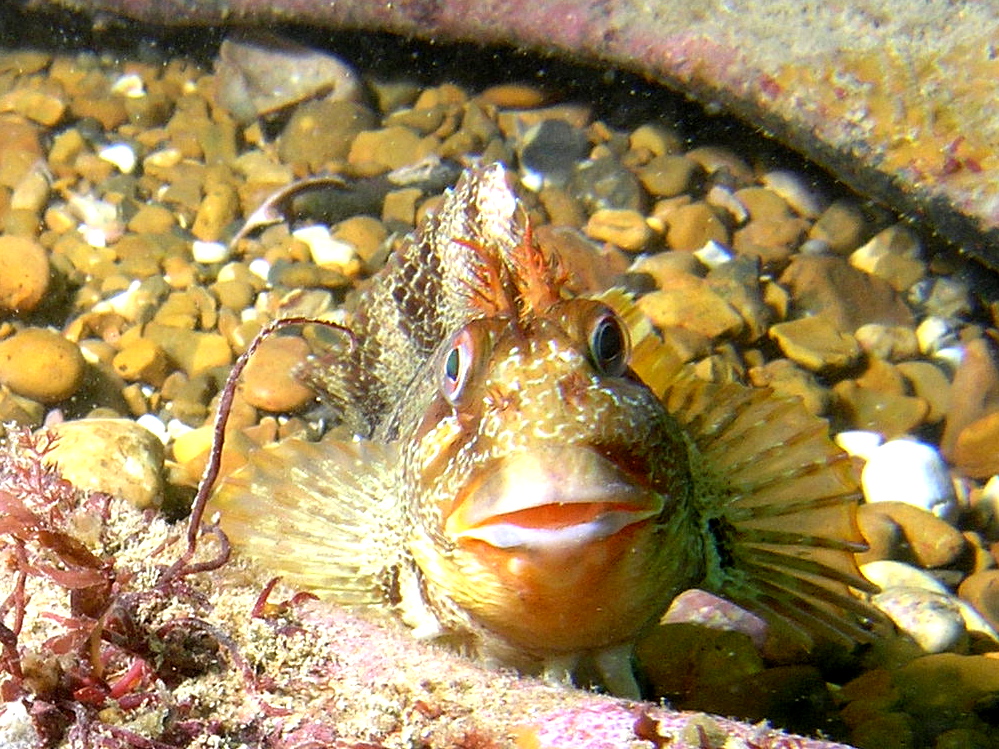 Tompot Blenny