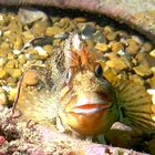 Tompot Blenny