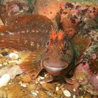 TomPot Blenny, Heidi Hotlips