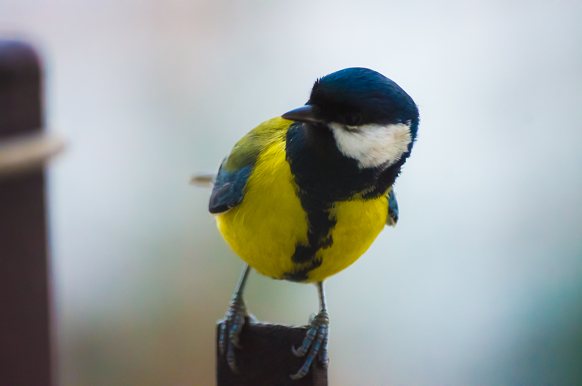 Tomtit on the flight.