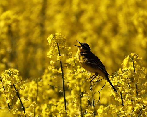 .*.*.*.*  Ton in Ton .*.*.*.*