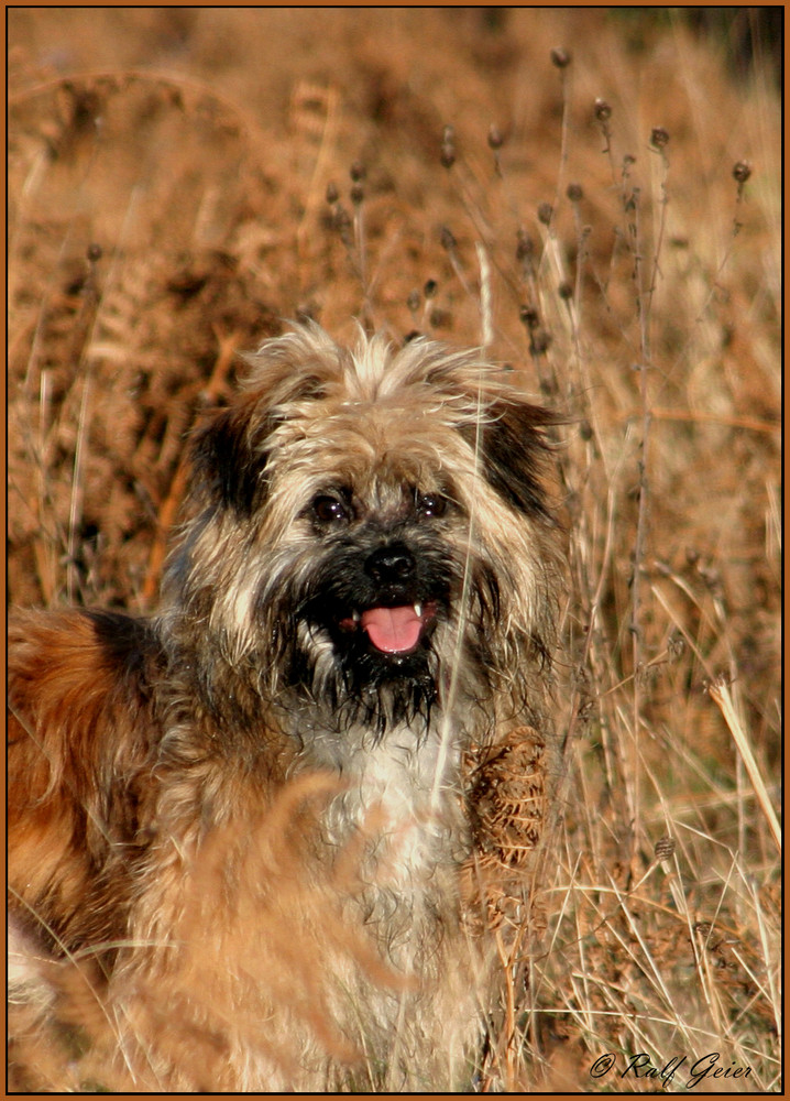 Hunde Ton Hunde Ton