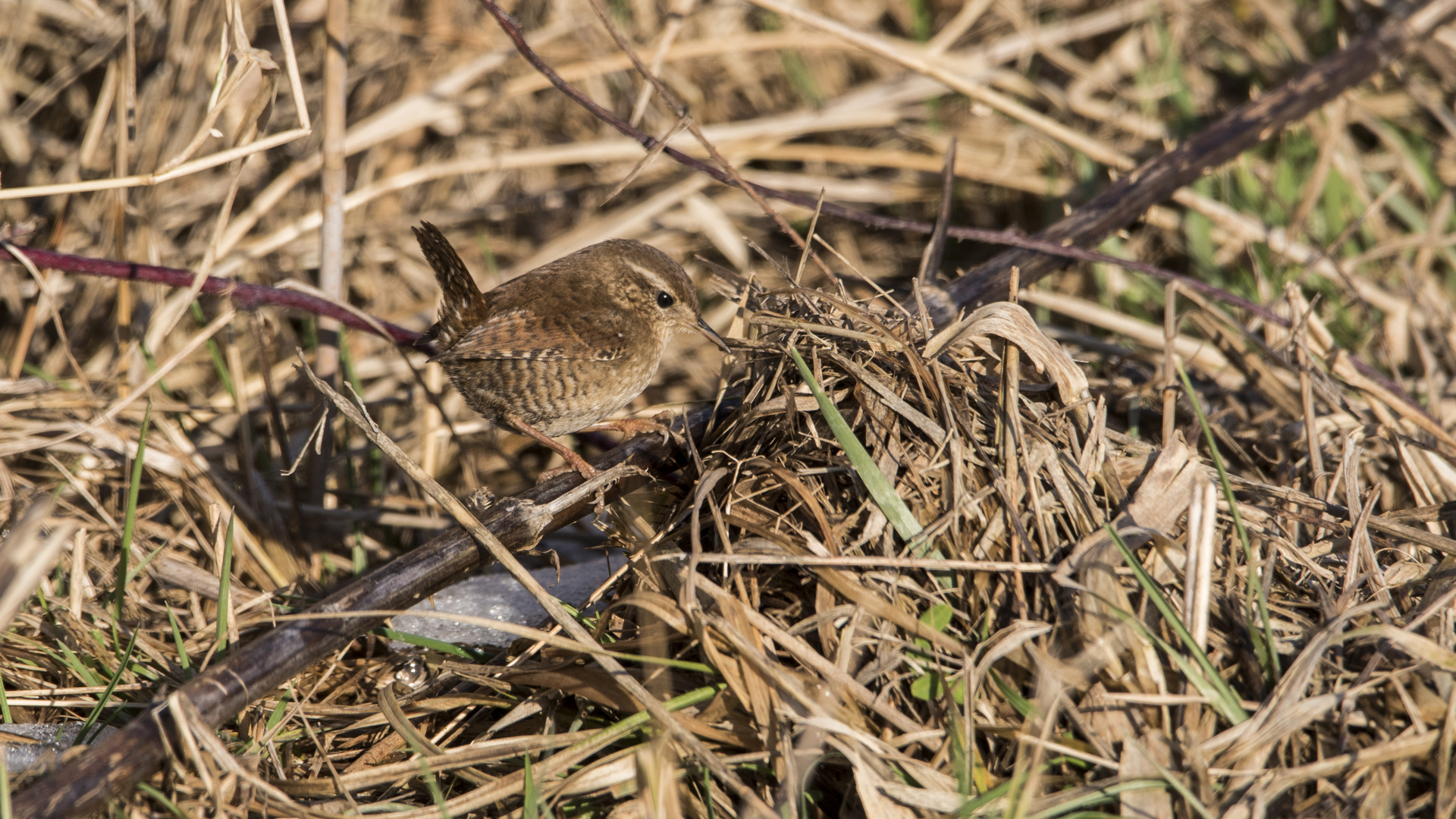 Ton in Ton Foto & Bild fotos, winter, natur Bilder auf