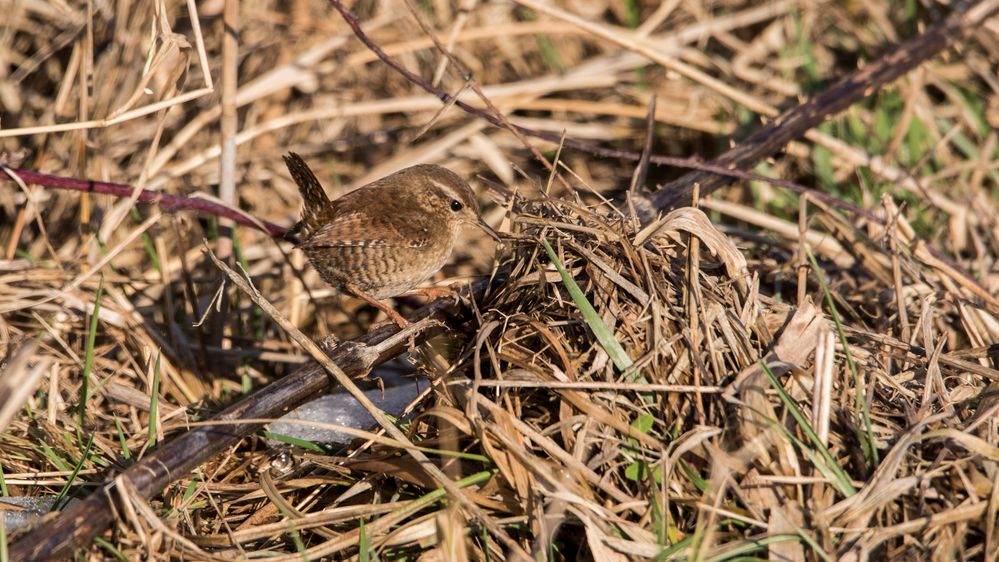 Ton in Ton Foto & Bild fotos, winter, natur Bilder auf