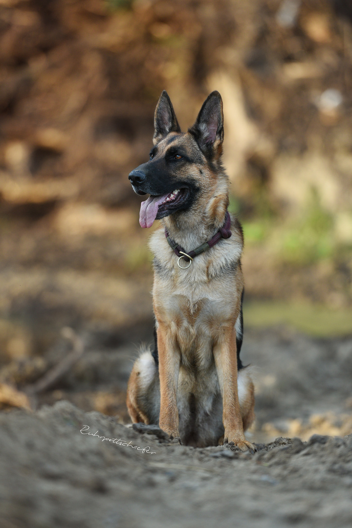 Hunde Ton Hunde Ton