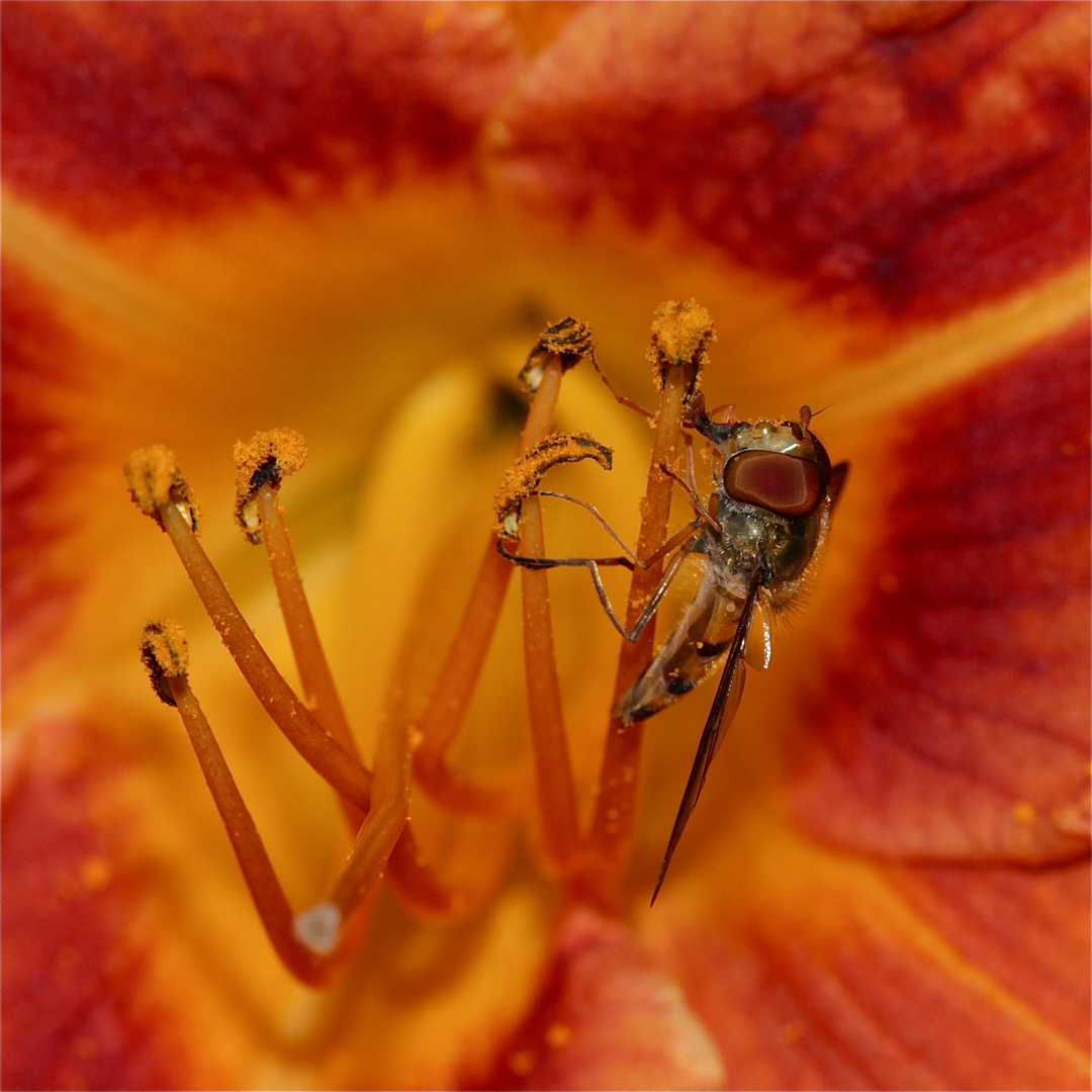 Ton in Ton: Gemeine Winterschwebfliege (Episyrphus balteatus) auf einer Lilie