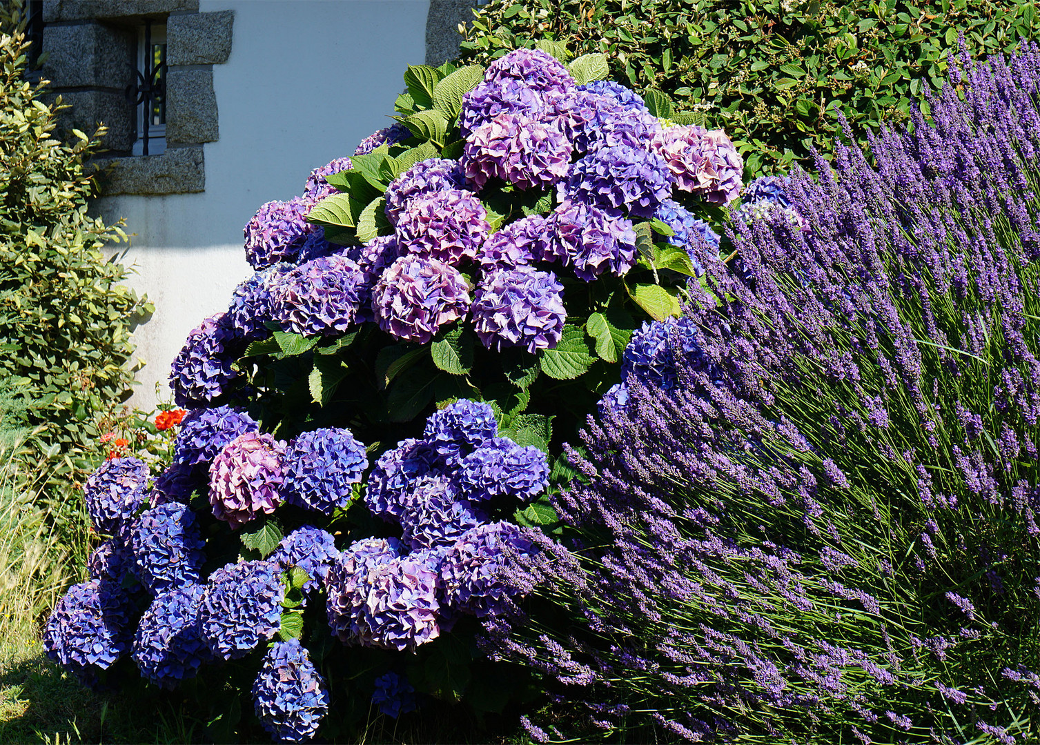 Ton in Ton - Hortensien und Lavendel