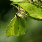 Ton in Ton mit dem Blatt.....