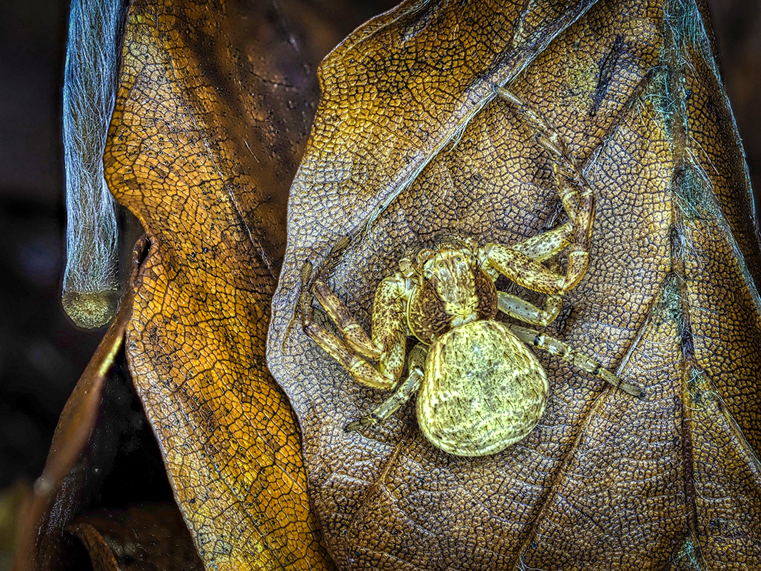 Ton in Ton_ Spinne auf altem Blatt