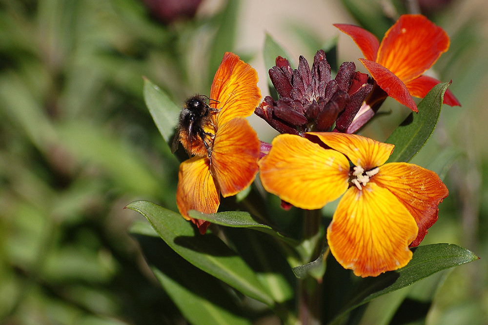 Ton sur ton - Abeille et giroflée