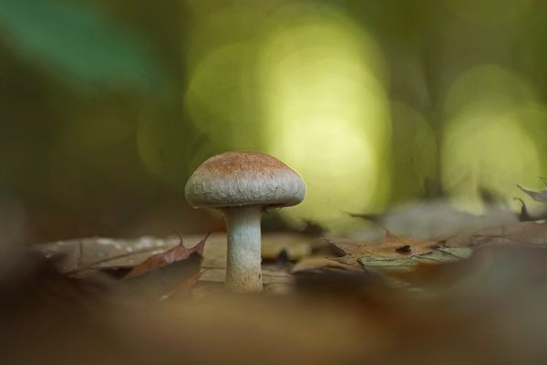 Tonblasser Fälbling (Hebeloma crustuliniforme)