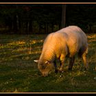 Tondeuse ecologique