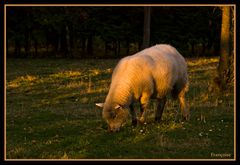 Tondeuse ecologique