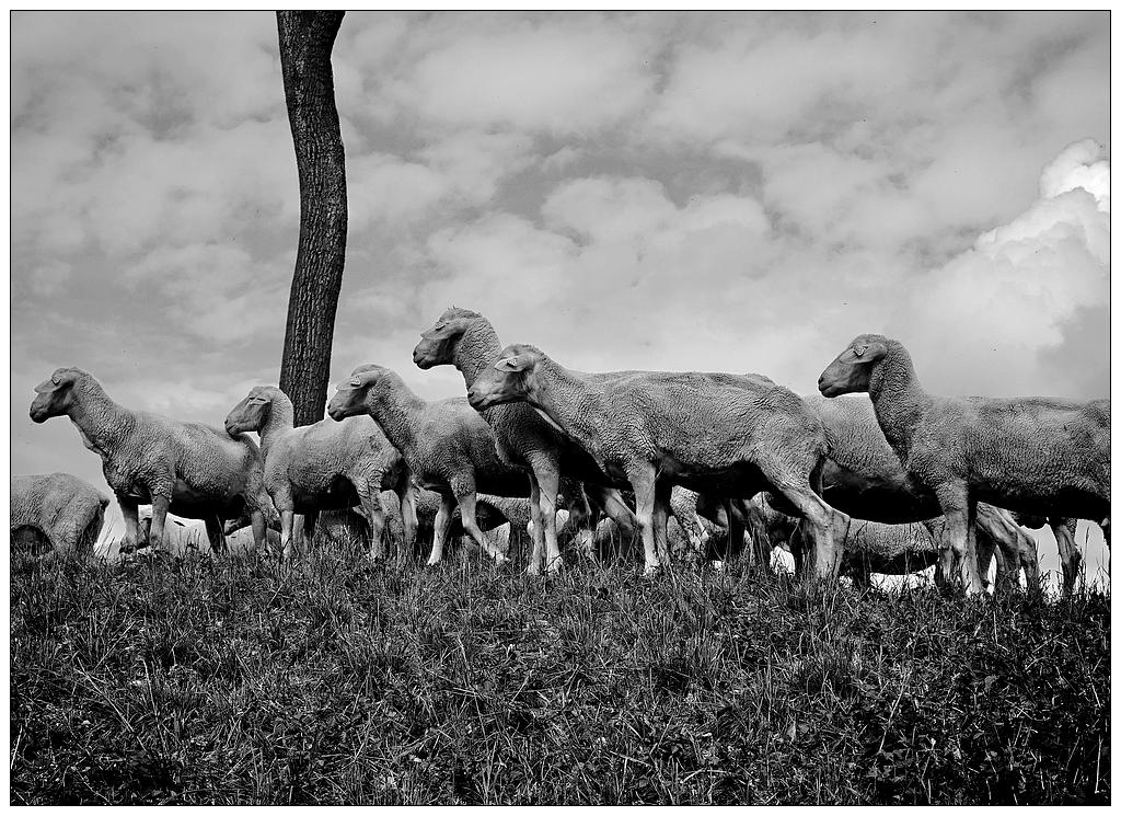 Tondeuses de l'UNESCO