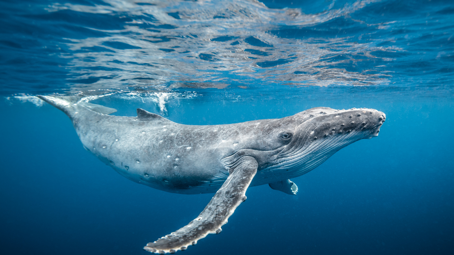 Tonga 2018-6448