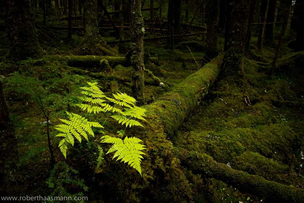 Tongas Forest