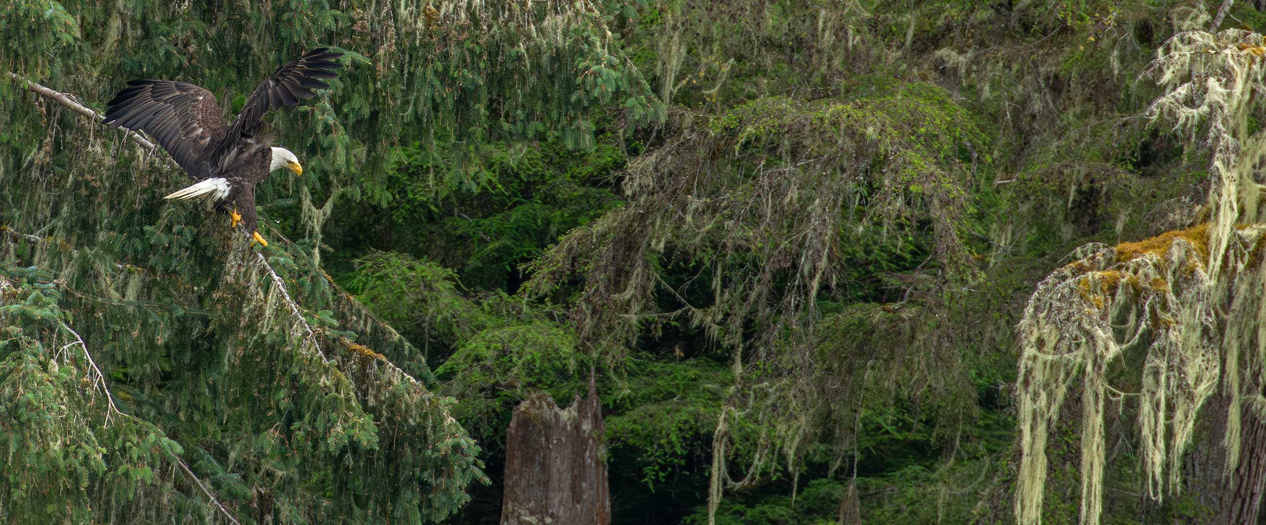 Tongass National Forest