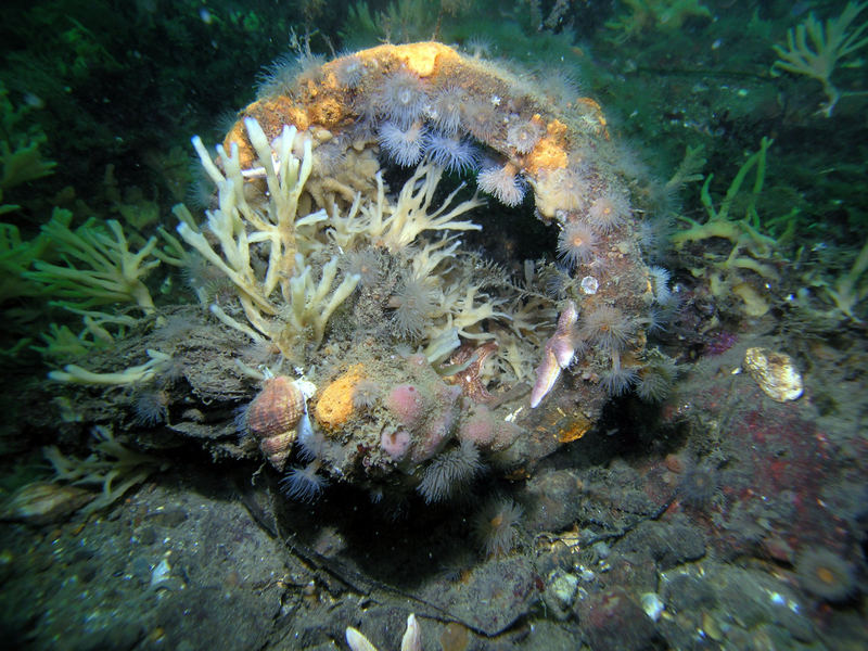 Tongefäß von der Ostsee (Flora u. Fauna) angenommen