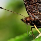 tongue of a butterfly