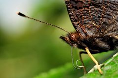 tongue of a butterfly