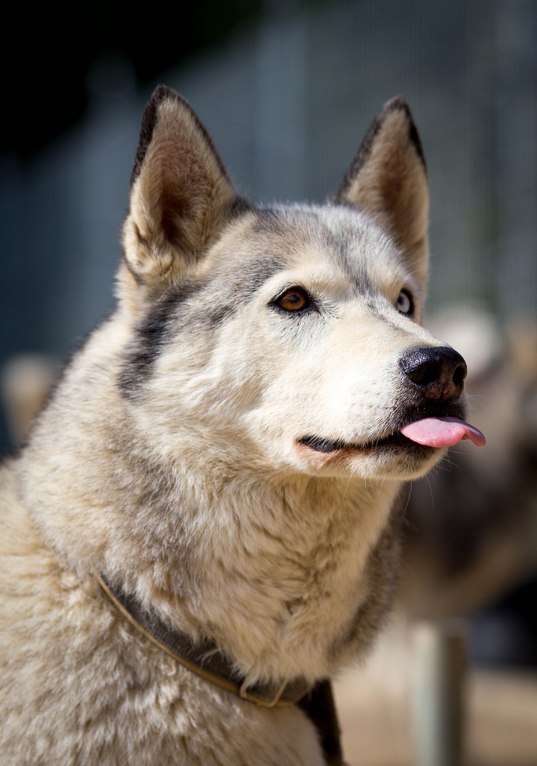 Tongue.out.time.