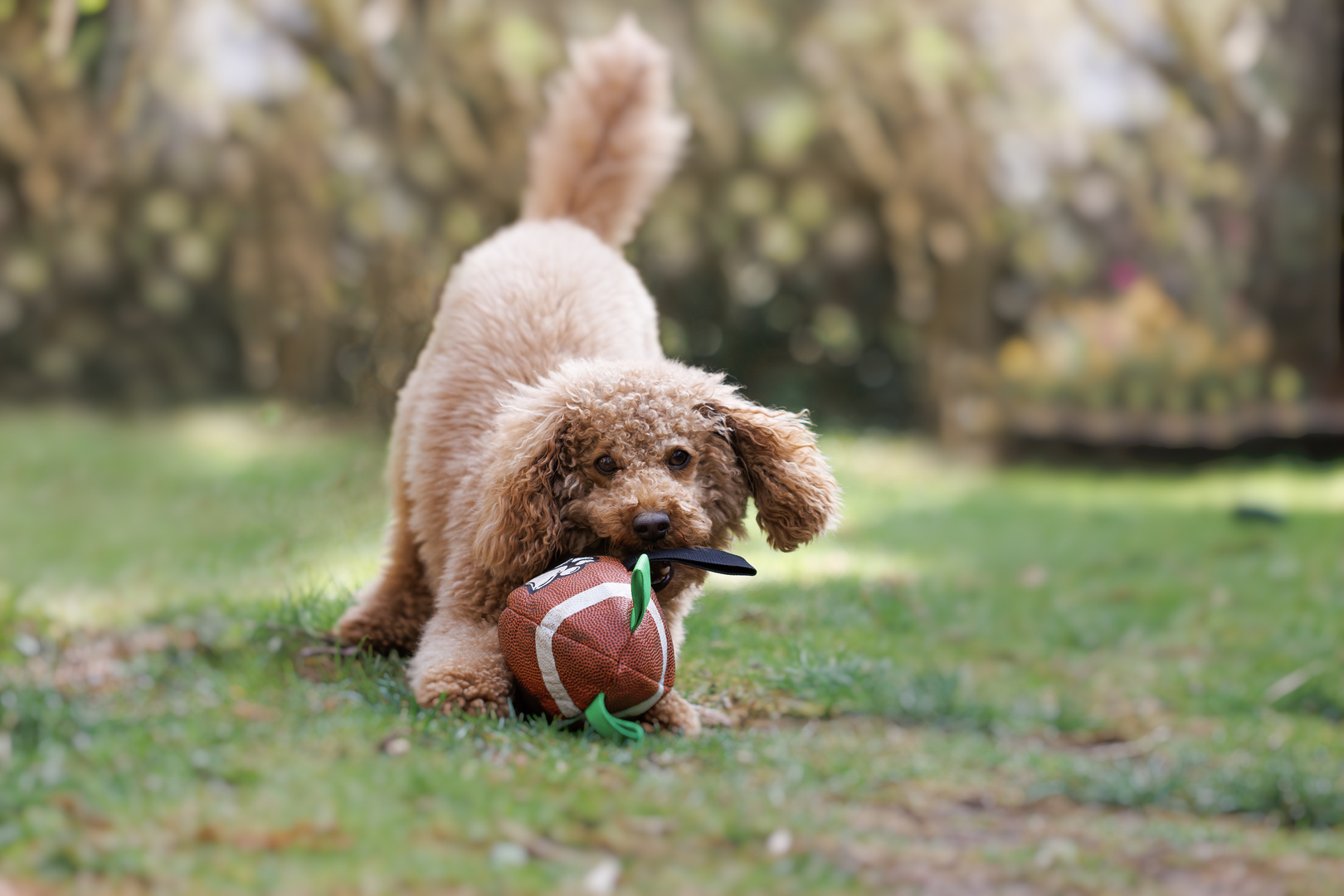 Toni im Baseballfieber