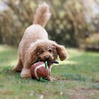 Toni im Baseballfieber