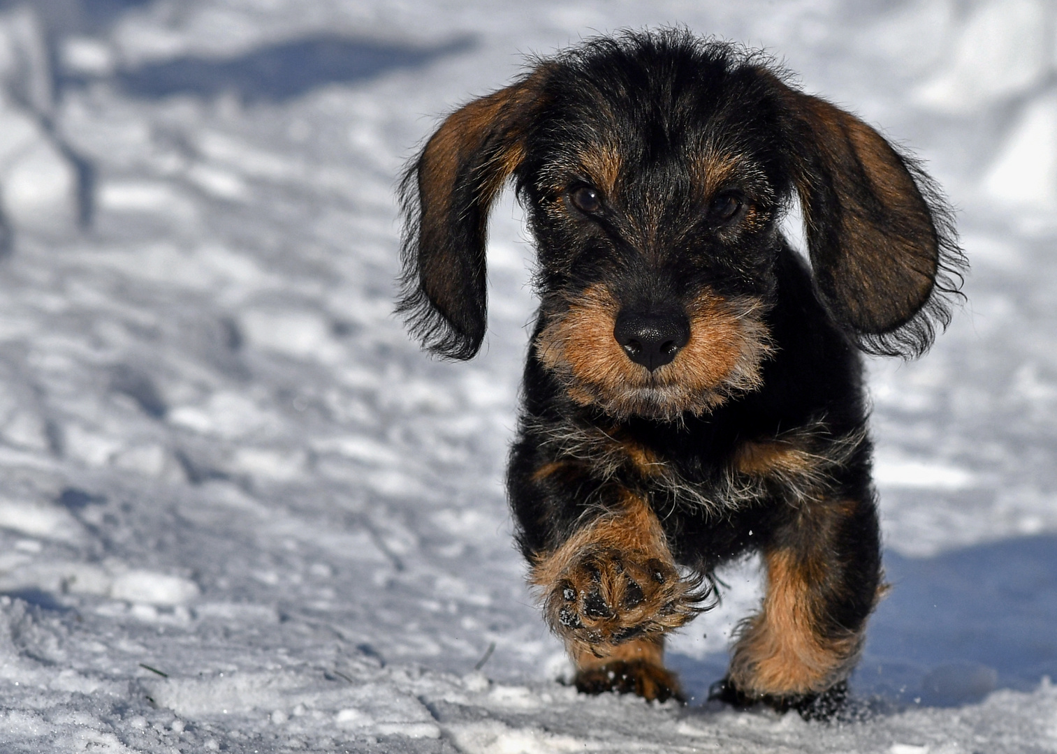 Toni in der Wintersonne