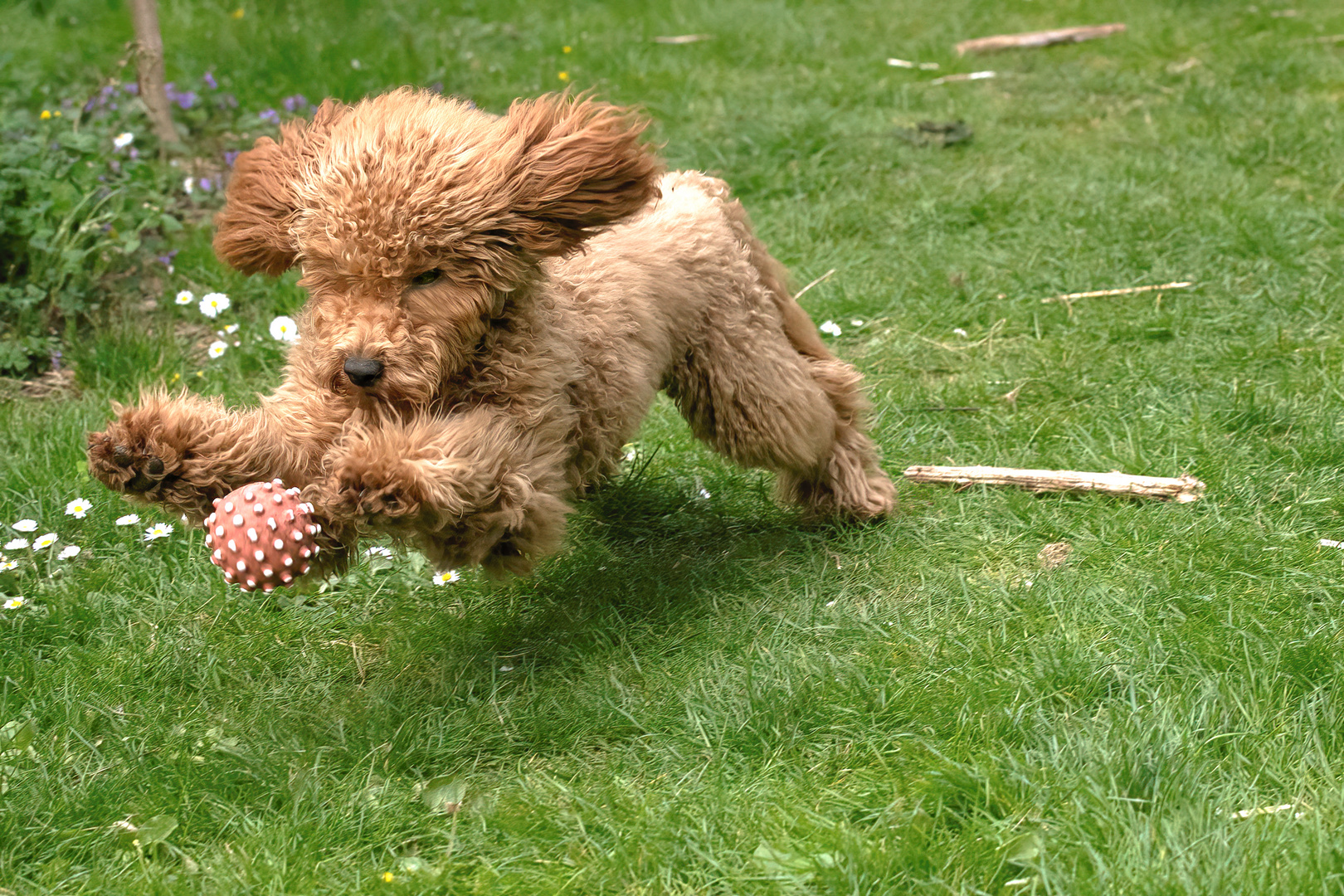 Toni mit Ball