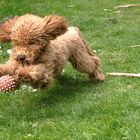 Toni mit Ball