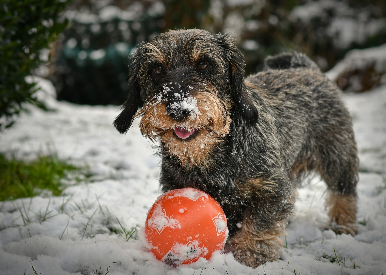 Toni mit Lieblingsball