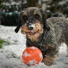 Toni mit Lieblingsball