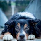 Toni.auf.der.Hängeseilbrücke.