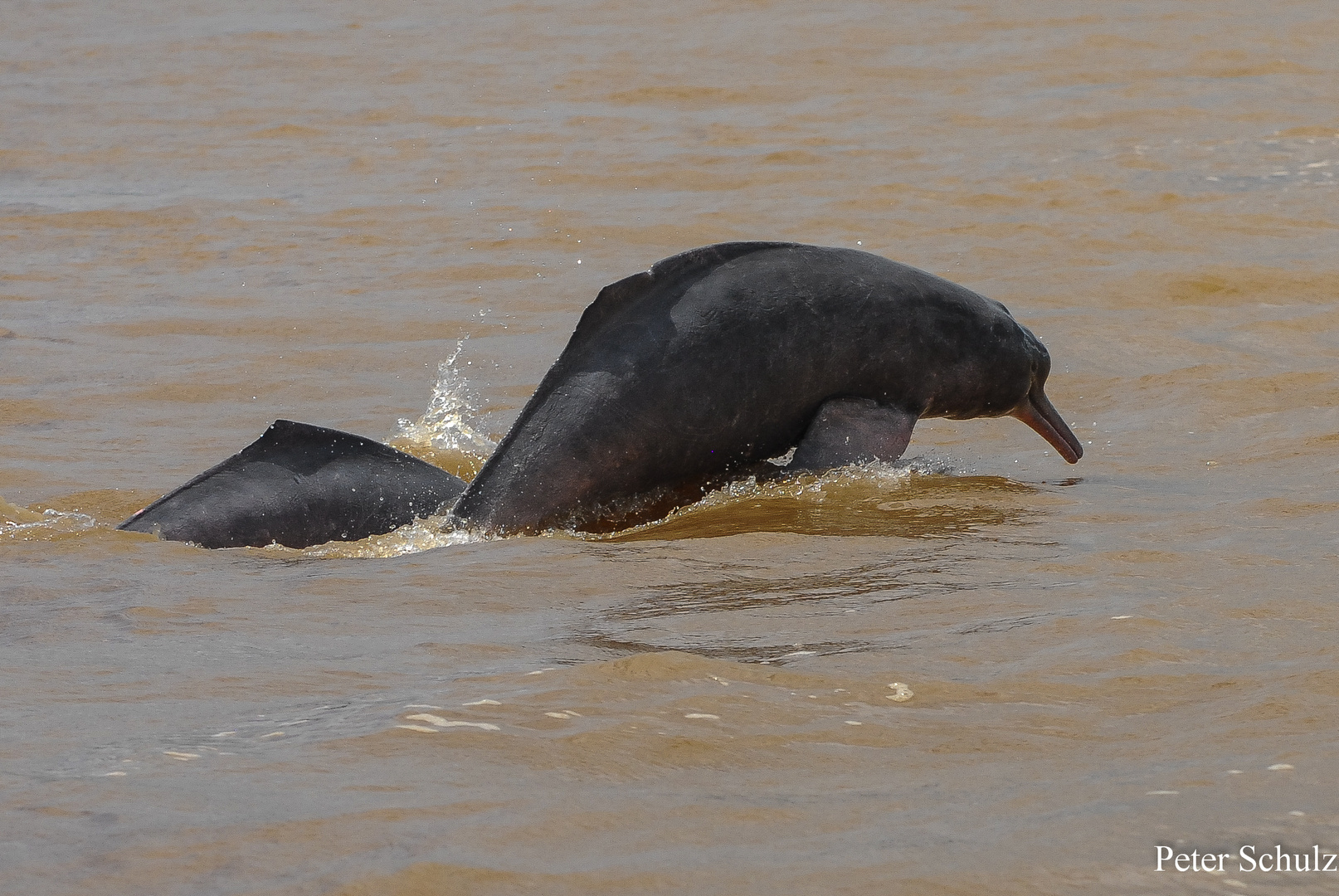 Tonina oder rosa Delphin.