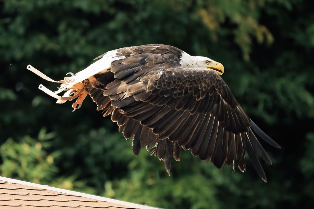 Tonka kommt....