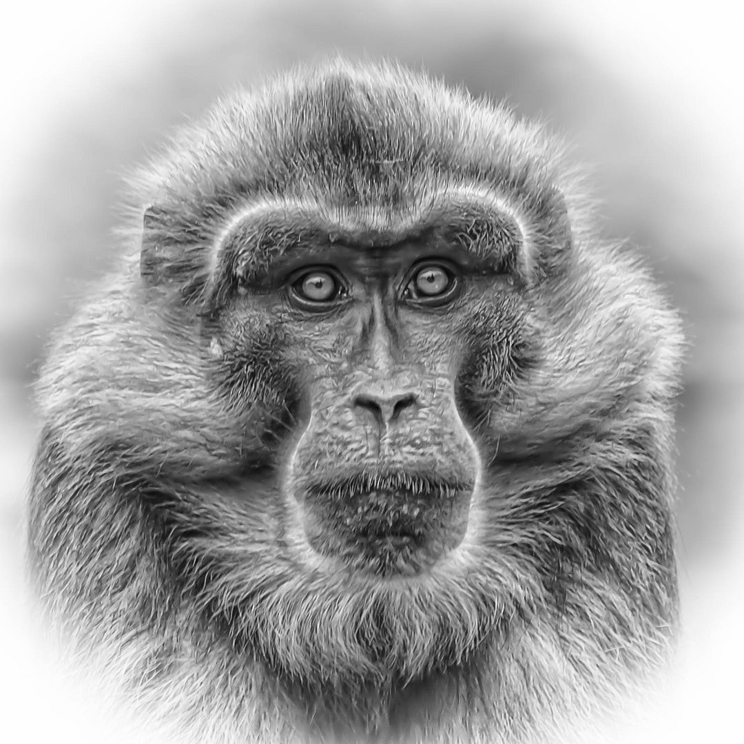 Tonkean macaque - BW